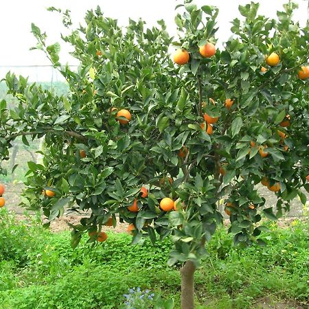 Agriturismo Baglio Donna Santa Dattilo Bagian luar foto